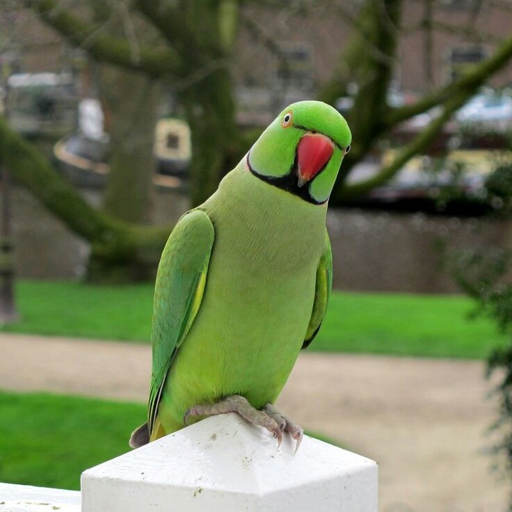 Parrot